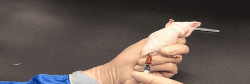 植入后局部反應試驗