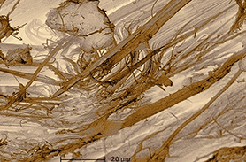 胎牛血清檢測(cè)