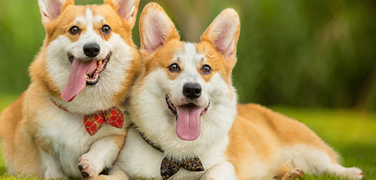 實(shí)驗(yàn)代做