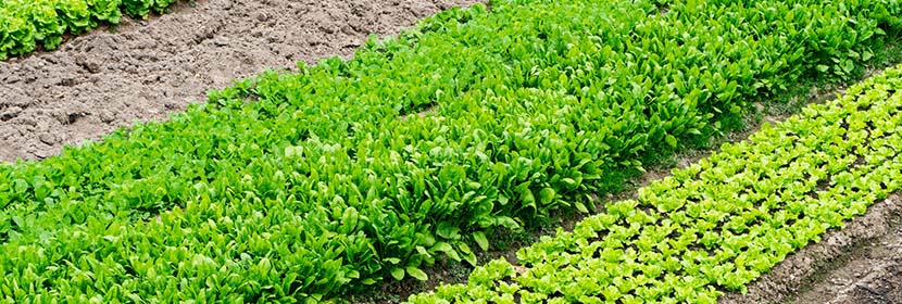 管道(陰極保護系統)檢測